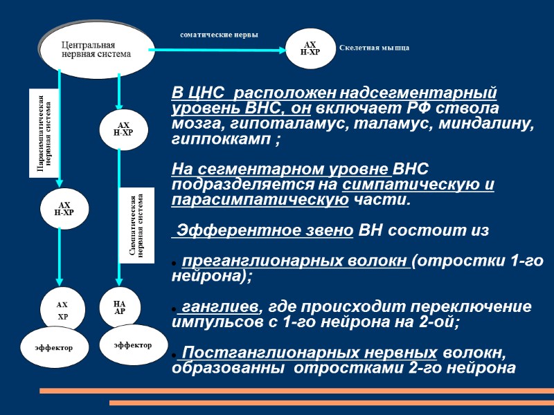 Парасимпатическая нервная система Симпатическая нервная система  В ЦНС  расположен надсегментарный уровень ВНС,